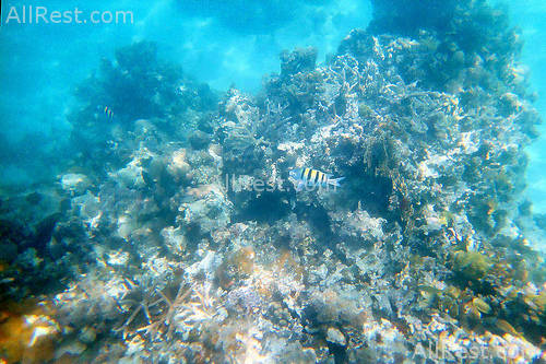 Doctors Cave Beach Hotel 46